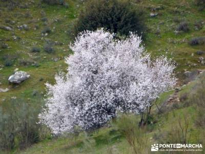 Cebreros - La Merina, Atalaya de ensueño - cerezo en flor;viajes de lujo